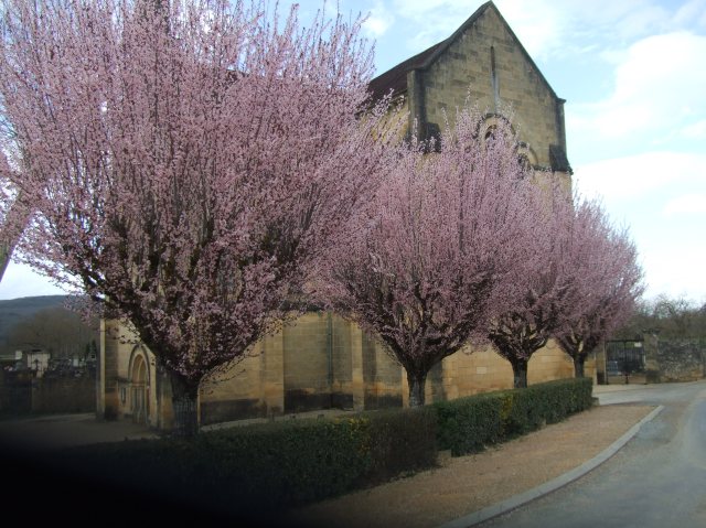 Four flowering trees beside the old stone church in Cénac.