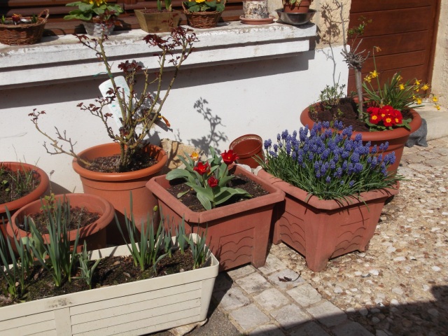 A growing collection of flower pots.